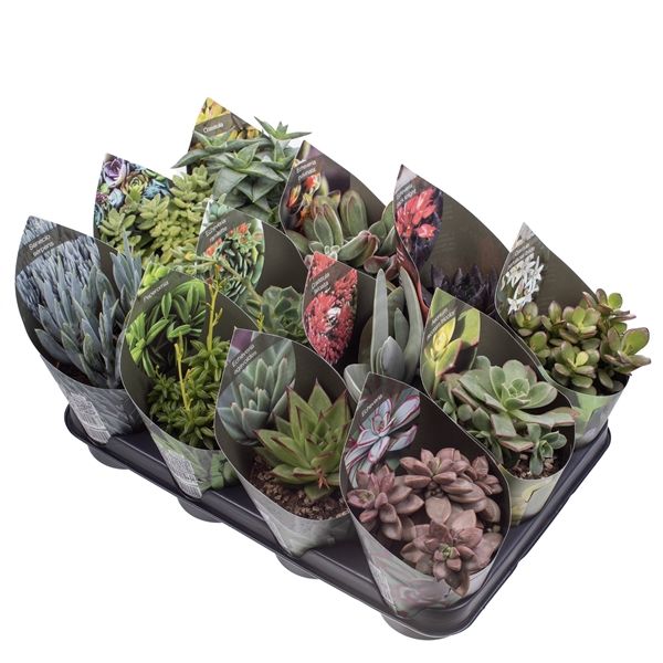 <h4>MIX SUCCULENTS POT Ø 10,5 WITH POTCOVER - TRAY 12 PCS (SUCCULENTEN)</h4>