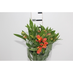 ALSTROEMERIA TROPICANA 080 CM