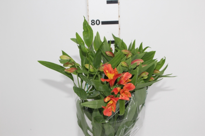<h4>ALSTROEMERIA TROPICANA 080 CM</h4>