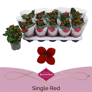 Kalanchoe favorita red stadium 1