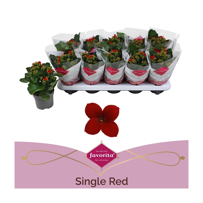 <h4>Kalanchoe favorita red stadium 1</h4>