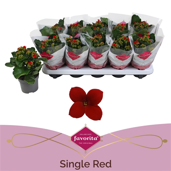 <h4>Kalanchoe favorita red stadium 1</h4>