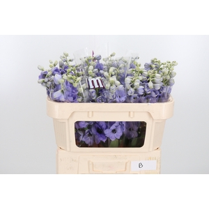 Delphinium El Overig