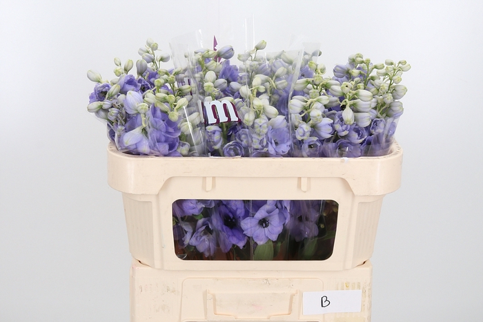 <h4>Delphinium El Overig</h4>