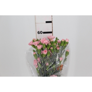 CRAVO SPRAY NIRVANA 060 CM