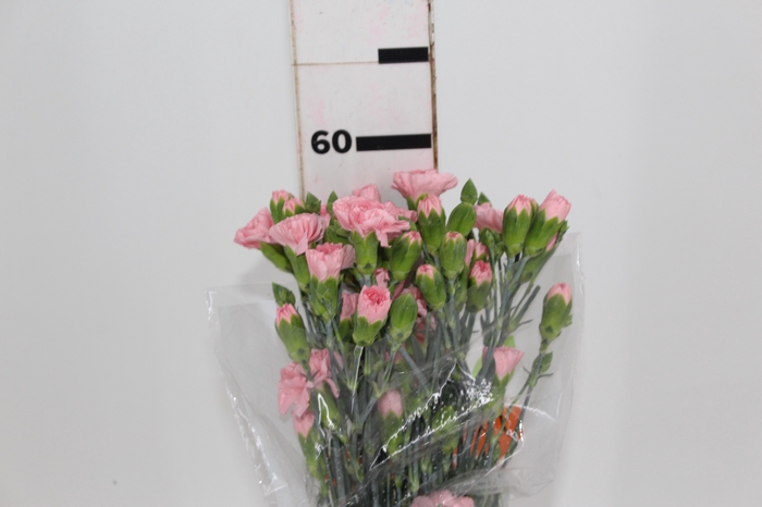 <h4>CRAVO SPRAY NIRVANA 060 CM</h4>