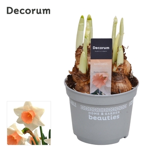 Narcis Peaches and Cream