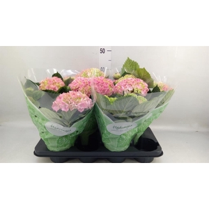 Hydrangea mac. 'Hi River'