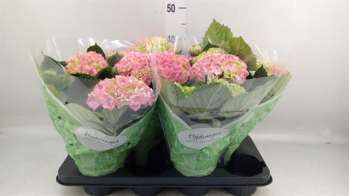 <h4>Hydrangea mac. 'Hi River'</h4>