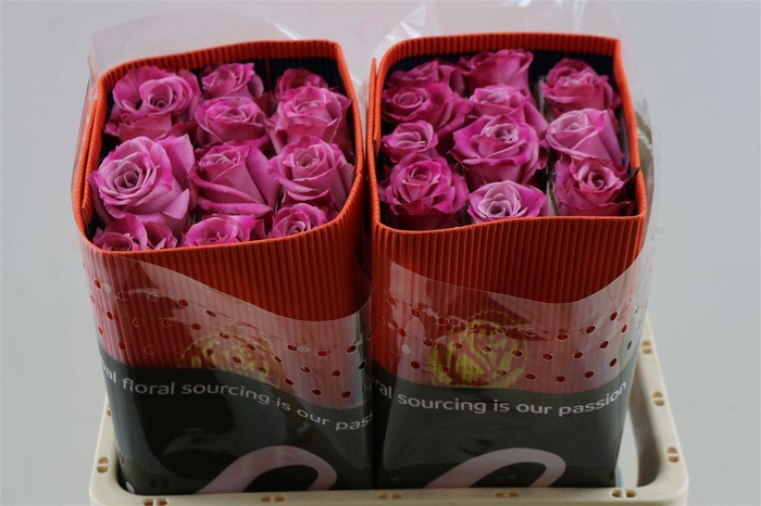 <h4>R Gr Babaloo</h4>