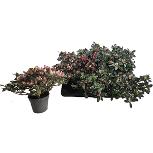 RHODO SI GEM