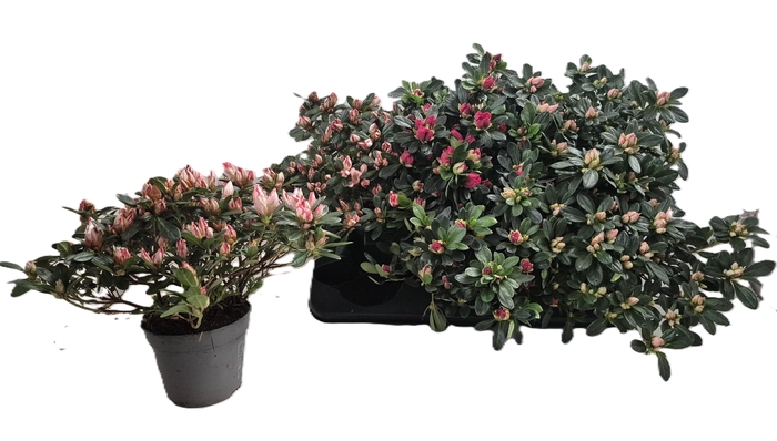 <h4>RHODO SI GEM</h4>