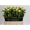 Paeonia Princess Bride