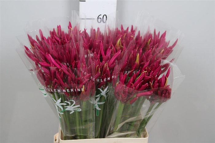 <h4>Ne Bo Mister Nick</h4>