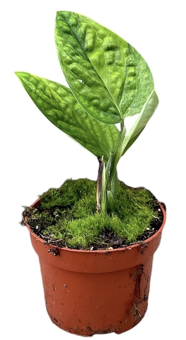 <h4>Monstera deliciosa Thai Constellati</h4>