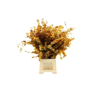 Euca Stuartiana Geel Gestabiliseerd Yellow