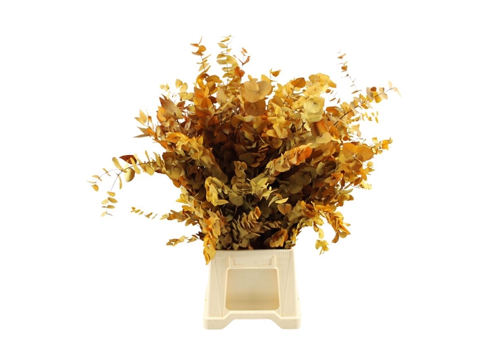 <h4>Euca Stuartiana Geel Gestabiliseerd Yellow</h4>