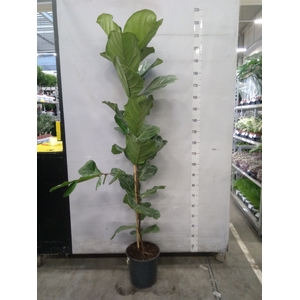 Ficus lyrata