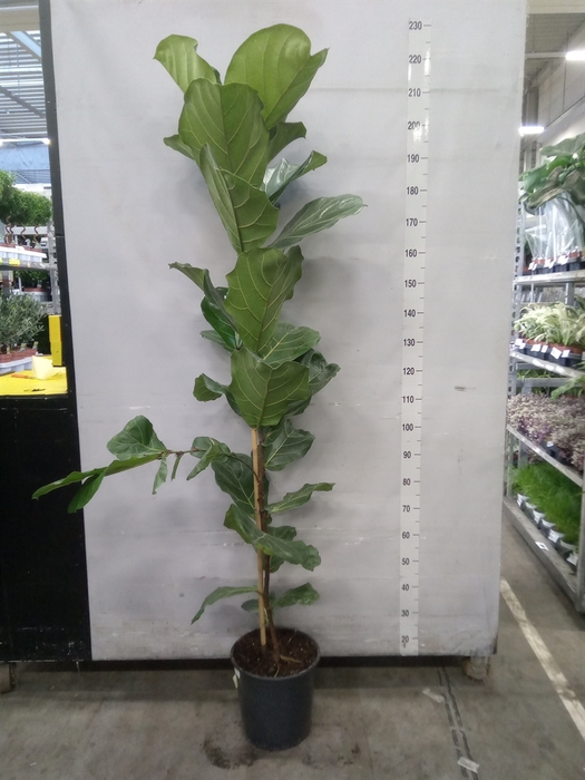 <h4>Ficus lyrata</h4>