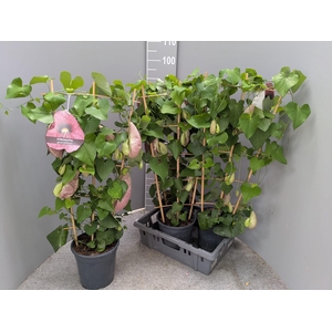 ARISTOL MACROPHYLLA