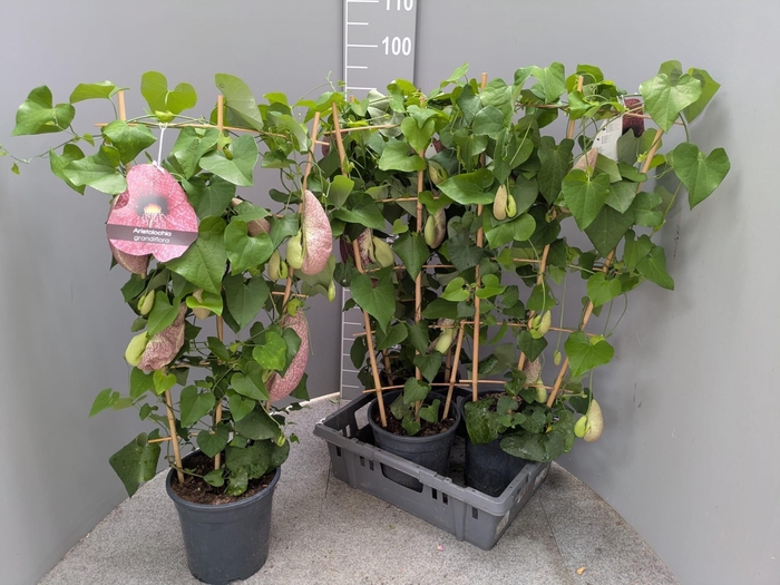 <h4>ARISTOL MACROPHYLLA</h4>