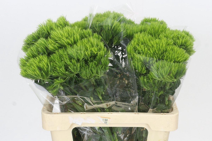 Dianthus Br Kiwi Mellow