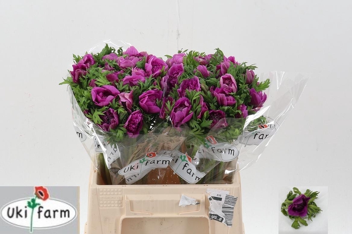 <h4>Anem Levante Fuchsia</h4>