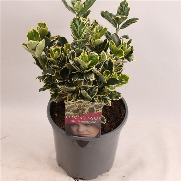 <h4>Euonymus jap. Silver Krista</h4>