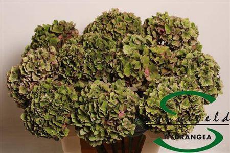 <h4>Hydr M Rodeo Cl</h4>