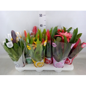 Bromelia   ...mix