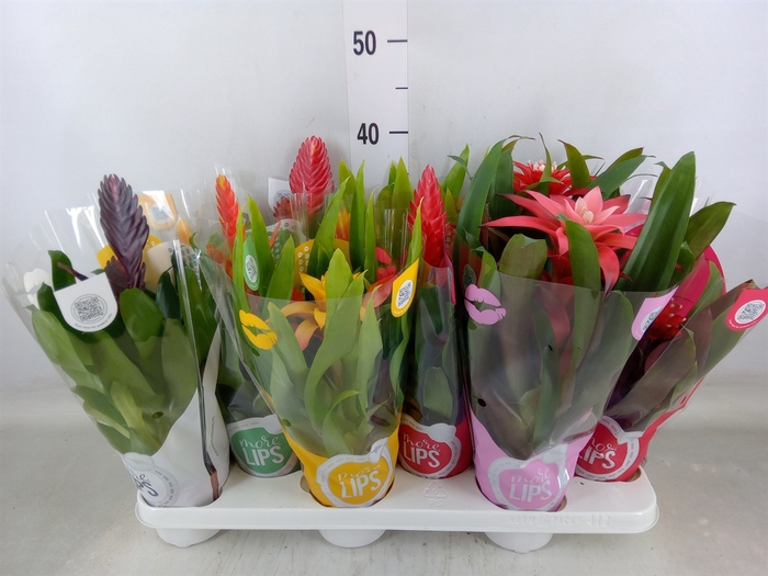 <h4>Bromelia   ...mix</h4>