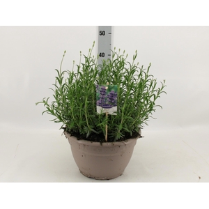 LAVAN AN DWARF BLUE
