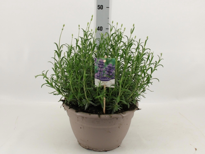 <h4>LAVAN AN DWARF BLUE</h4>