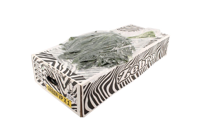 <h4>Aralia Super V P</h4>