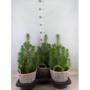 Pinus pinea 'Silver Crest'