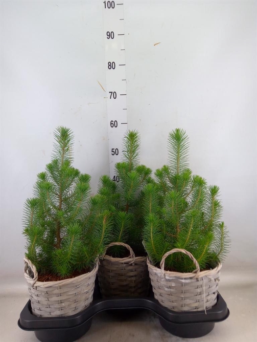 <h4>Pinus pinea 'Silver Crest'</h4>