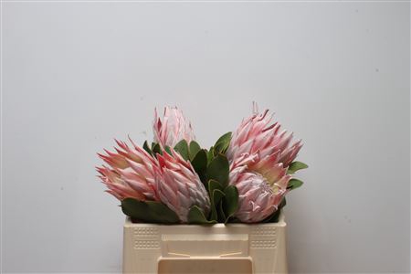 <h4>Protea Cynaroides</h4>