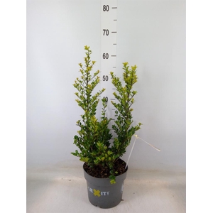 Ilex crenata 'Dark Green'