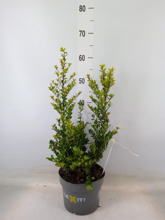 <h4>Ilex crenata 'Dark Green'</h4>