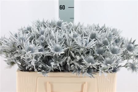 <h4>Eryngium Klb White X60</h4>