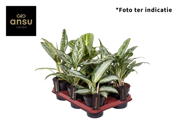 <h4>Aglaonema Green Mix</h4>