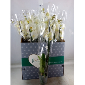 Phalaenopsis   ...white