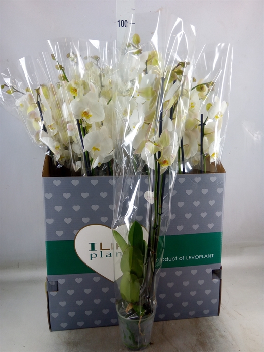 <h4>Phalaenopsis   ...white</h4>
