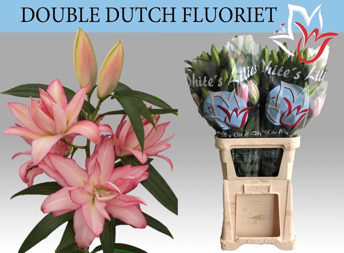 <h4>LI OR DU DD FLUORIET</h4>