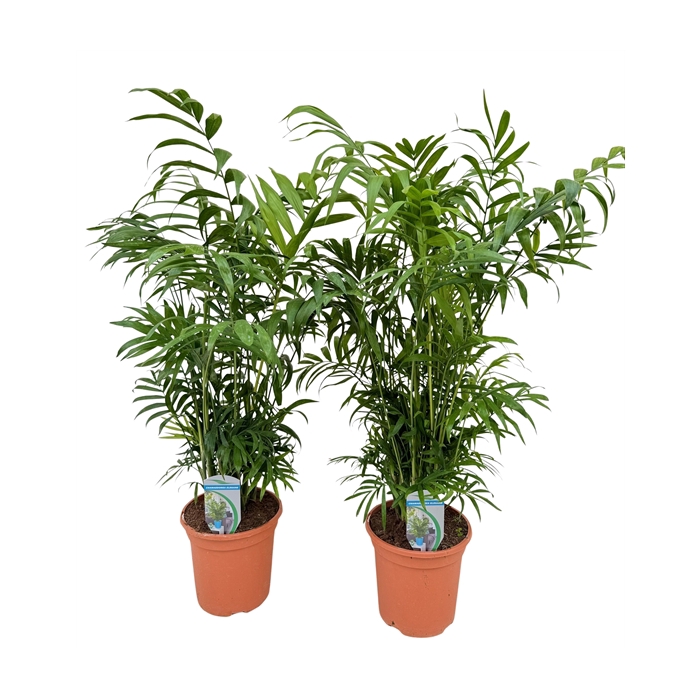 <h4>Chamaedorea elegans P18</h4>