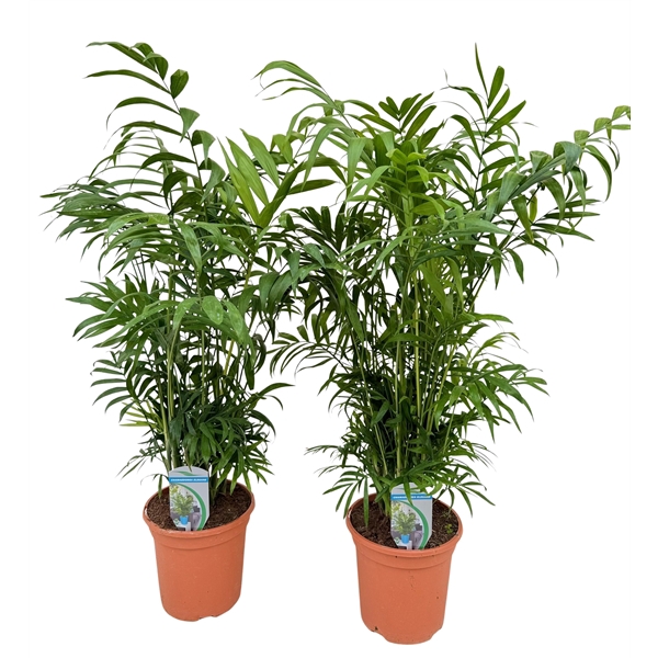 Chamaedorea elegans P18