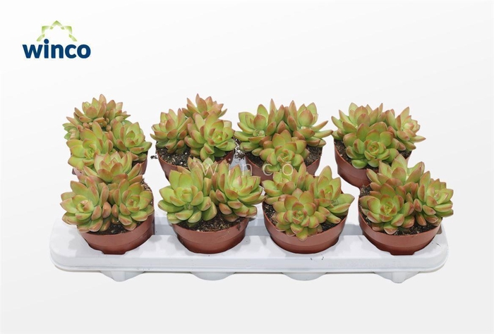 <h4>Sedum Adolphi (group)</h4>