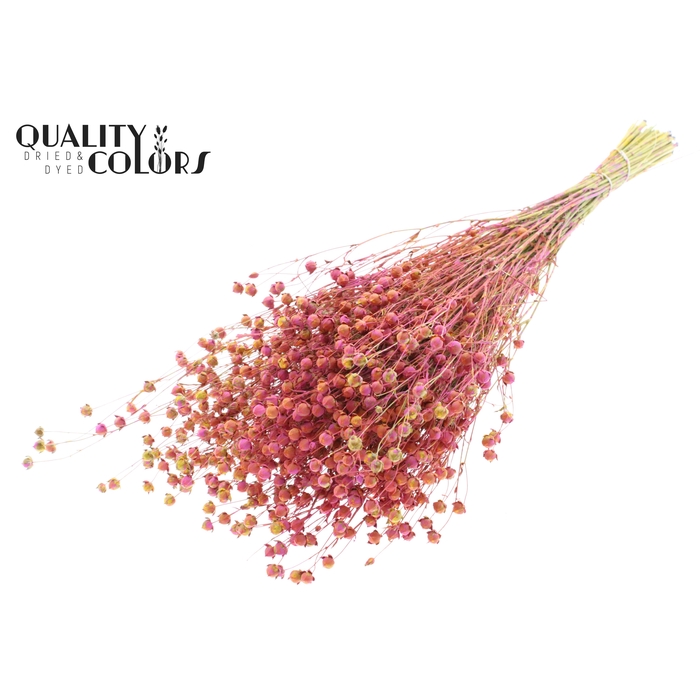 <h4>Lino Vlas p/bunch in poly Multicolour Cerise</h4>