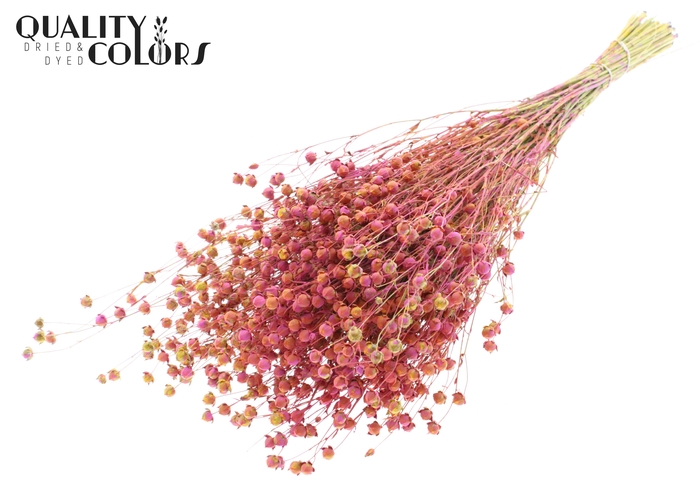 Lino Vlas p/bunch in poly Multicolour Cerise