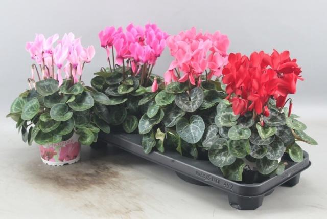 <h4>CYCL GR SUP XL</h4>